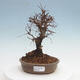 Vonkajšie bonsai - Zelkova - Zelkova Nirom - 1/5