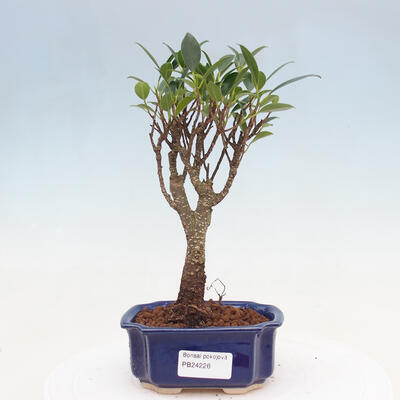 Izbová bonsai - Ficus retusa - malolistá fikus - 1