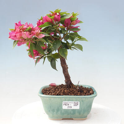 Izbová bonsai - Bouganwilea - 1