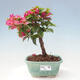 Izbová bonsai - Bouganwilea - 1/6