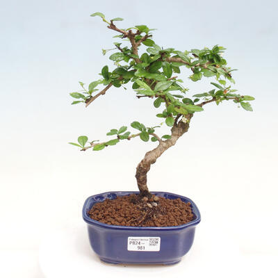 Izbová bonsai - Carmona macrophylla - Čaj fuki - 1