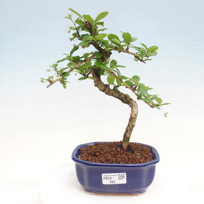 Izbová bonsai - Carmona macrophylla - Čaj fuki - 1