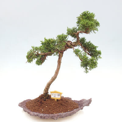 Vonkajšie bonsai - Juniperus chinensis Kishu -Jalovec čínsky - 1