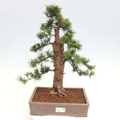 Vonkajší bonsai - Taxus cuspidata - Tis japonský - 1