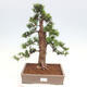 Vonkajší bonsai - Taxus cuspidata - Tis japonský - 1/6