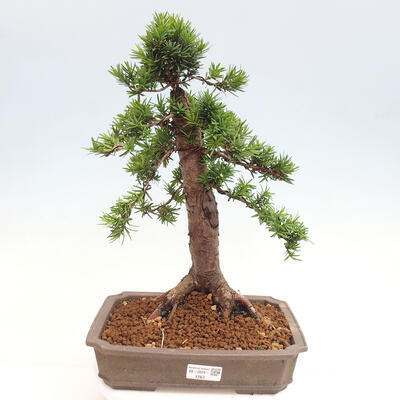 Vonkajší bonsai - Taxus cuspidata - Tis japonský - 1