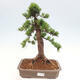 Vonkajší bonsai - Taxus cuspidata - Tis japonský - 1/6