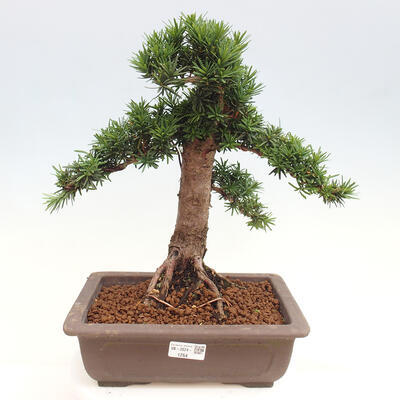 Vonkajší bonsai - Taxus cuspidata - Tis japonský - 1