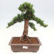 Vonkajší bonsai - Taxus cuspidata - Tis japonský - 1/6