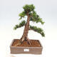 Vonkajší bonsai - Taxus cuspidata - Tis japonský - 1/6