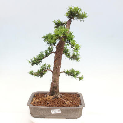 Vonkajší bonsai - Taxus cuspidata - Tis japonský - 1