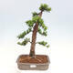 Vonkajší bonsai - Taxus cuspidata - Tis japonský - 1/6