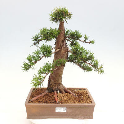 Vonkajší bonsai - Taxus cuspidata - Tis japonský - 1