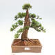 Vonkajší bonsai - Taxus cuspidata - Tis japonský - 1/6