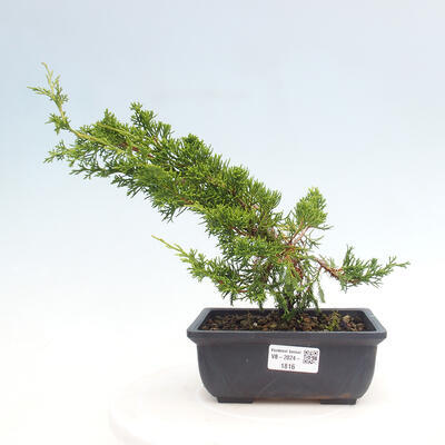 Vonkajší bonsai - Juniperus chinensis ITOIGAWA -Jalovec čínsky