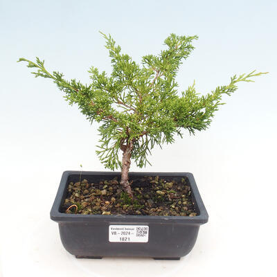 Vonkajší bonsai - Juniperus chinensis ITOIGAWA -Jalovec čínsky