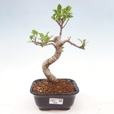 Izbová bonsai - Ficus kimmen - malolistá fikus