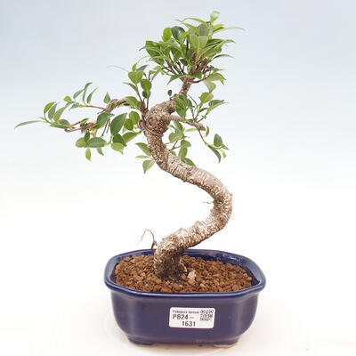 Izbová bonsai - Ficus kimmen - malolistá fikus