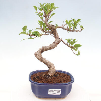 Izbová bonsai - Ficus kimmen - malolistá fikus