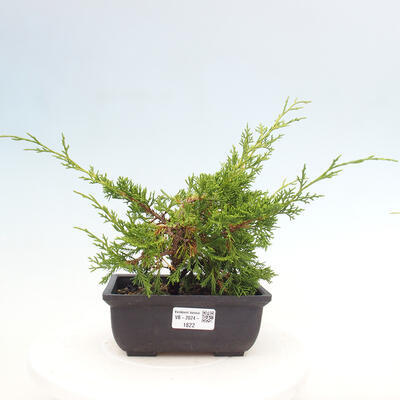 Vonkajší bonsai - Juniperus chinensis ITOIGAWA -Jalovec čínsky