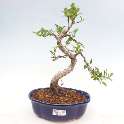 Izbová bonsai - Ficus retusa - malolistá fikus - 1