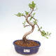 Izbová bonsai - Ficus retusa - malolistá fikus - 1/2