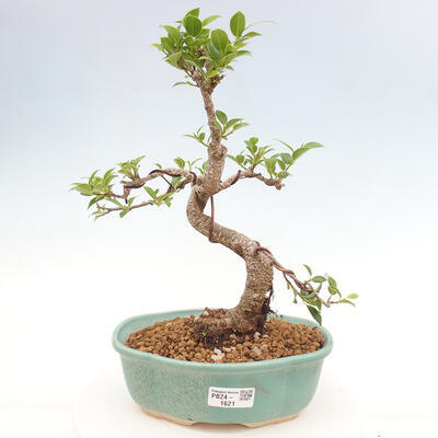 Izbová bonsai - Ficus retusa - malolistá fikus - 1