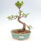 Izbová bonsai - Ficus retusa - malolistá fikus - 1/2