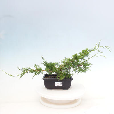 Vonkajší bonsai - Juniperus chinensis ITOIGAWA -Jalovec čínsky