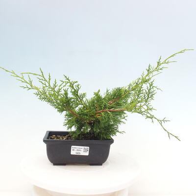 Vonkajší bonsai - Juniperus chinensis ITOIGAWA -Jalovec čínsky