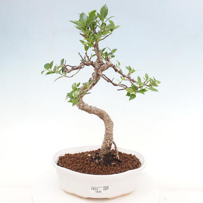 Izbová bonsai - Ficus retusa - malolistá fikus - 1