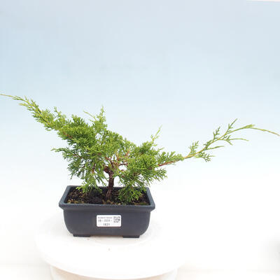 Vonkajší bonsai - Juniperus chinensis ITOIGAWA -Jalovec čínsky