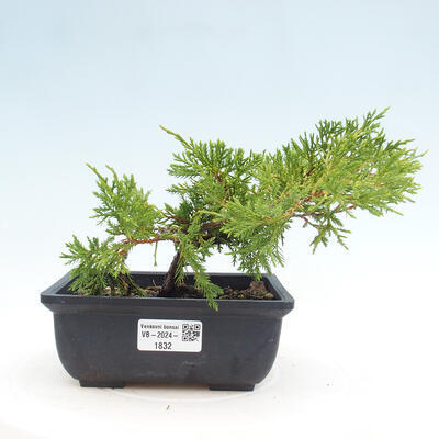 Vonkajší bonsai - Juniperus chinensis ITOIGAWA -Jalovec čínsky