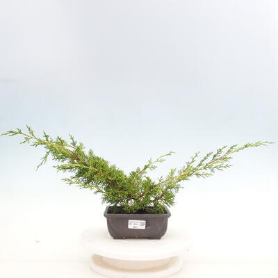 Vonkajší bonsai - Juniperus chinensis ITOIGAWA -Jalovec čínsky