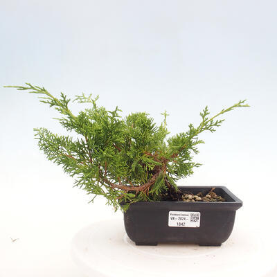 Vonkajší bonsai - Juniperus chinensis ITOIGAWA -Jalovec čínsky