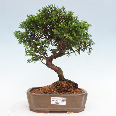 Vonkajší bonsai - Juniperus chinensis Itoigawa -Jalovec čínsky - 1