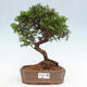 Vonkajší bonsai - Juniperus chinensis Itoigawa -Jalovec čínsky - 1/4