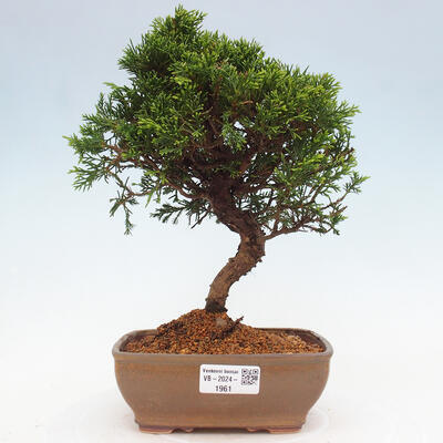 Vonkajší bonsai - Juniperus chinensis Itoigawa -Jalovec čínsky - 1