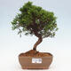 Vonkajší bonsai - Juniperus chinensis Itoigawa -Jalovec čínsky - 1/4