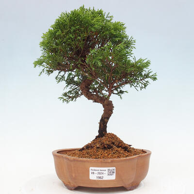 Vonkajší bonsai - Juniperus chinensis Itoigawa -Jalovec čínsky - 1