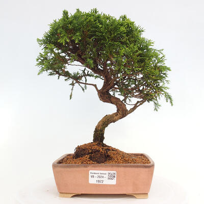 Vonkajší bonsai - Juniperus chinensis Itoigawa -Jalovec čínsky - 1