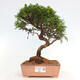 Vonkajší bonsai - Juniperus chinensis Itoigawa -Jalovec čínsky - 1/4