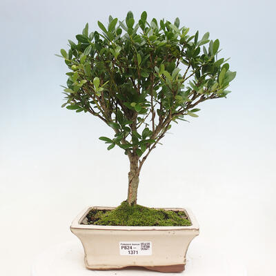 Izbová bonsai - Ilex crenata - Cezmína - 1