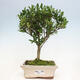 Izbová bonsai - Ilex crenata - Cezmína - 1/3