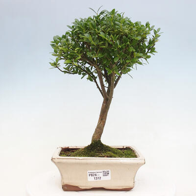 Izbová bonsai - Ilex crenata - Cezmína - 1