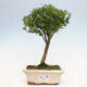 Izbová bonsai - Ilex crenata - Cezmína - 1/3