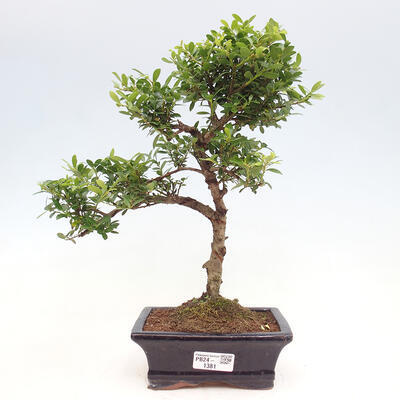 Izbová bonsai - Ilex crenata - Cezmína - 1