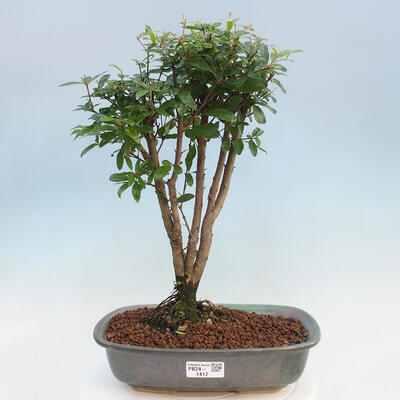 Izbová bonsai-Punic granatum nana-Granátové jablko