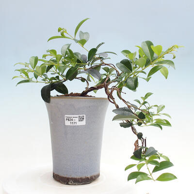 Izbová bonsai - Austrálska čerešňa - Eugenia uniflora - 1