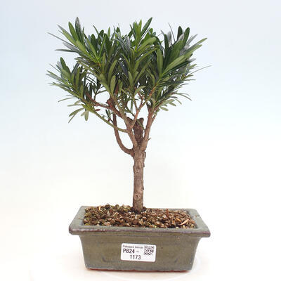 Izbová bonsai - Podocarpus - Kamenný tis - 1